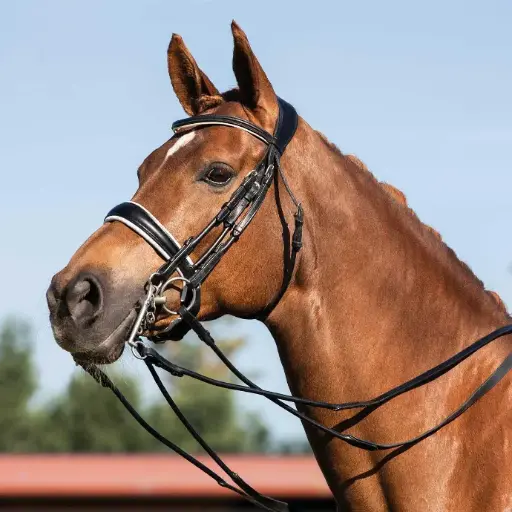 BRIDON ACAVALLO GIOCONDA ROLLED LEATHER DOUBLE REINS BRIDLE